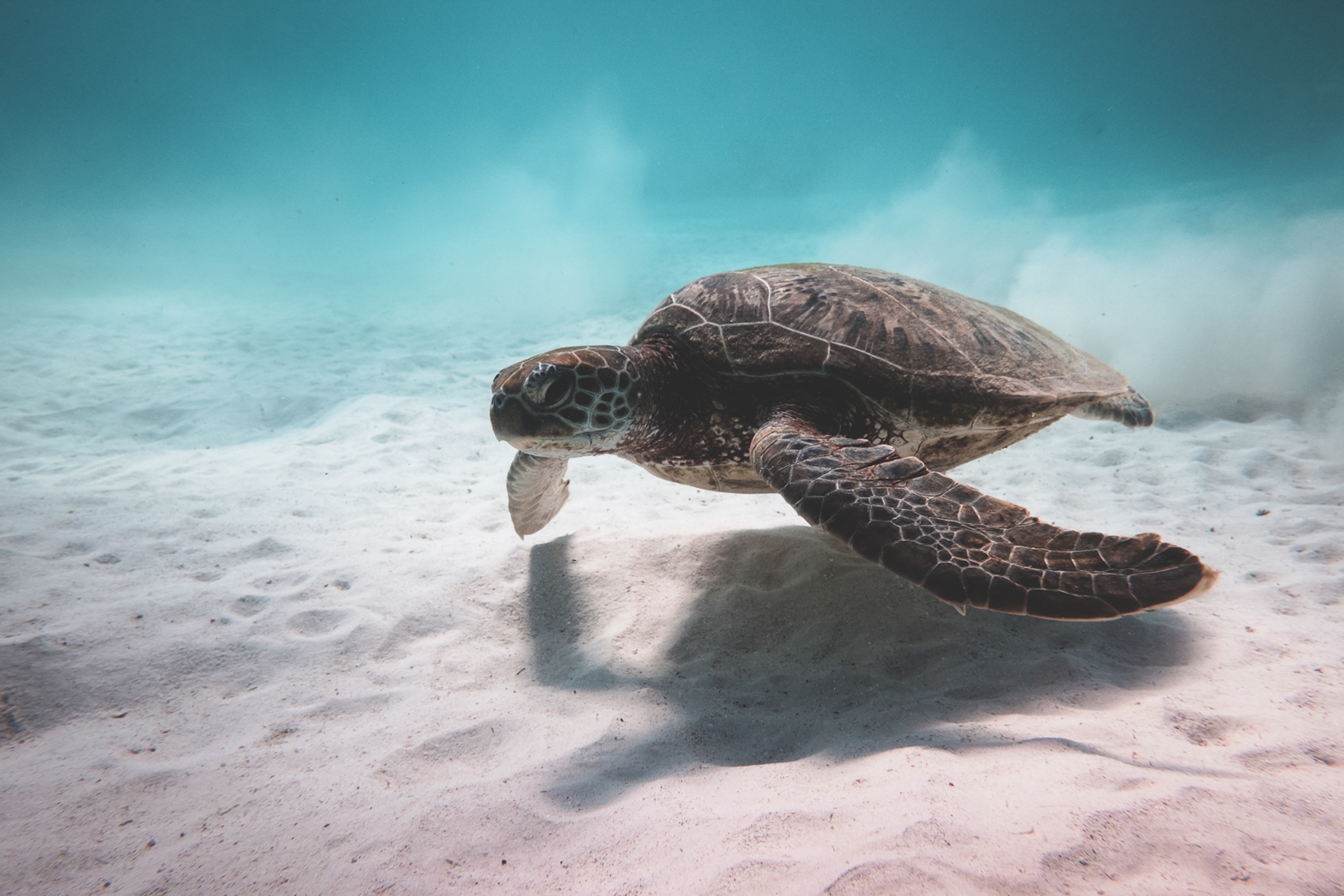 Leatherback Turtle